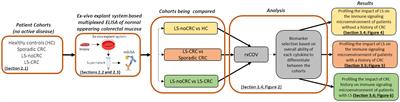 Immune microenvironment profiling of normal appearing colorectal mucosa biopsied over repeat patient visits reproducibly separates lynch syndrome patients based on their history of colon cancer